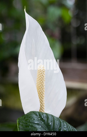 Spathe Spathiphyllum. De plus en plus lily la paix dans un environnement humide. Banque D'Images