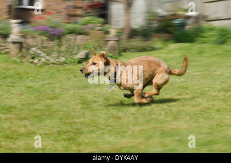 Plein de caractère et de plaisir ludique et Border terrier Jack Russell rocé chien dans sunshine on lawn Banque D'Images