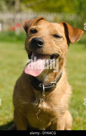 Plein de caractère et de plaisir ludique et Border terrier Jack Russell rocé chien dans sunshine on lawn Banque D'Images