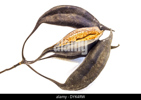 Brachychiton discolor exotiques Fruits de l'arbre isolé sur fond blanc . Banque D'Images