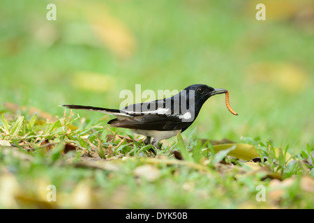 Beau mâle pie oriental-robin (Copsychus saularis) Comité permanent sur l'arbre mort Banque D'Images