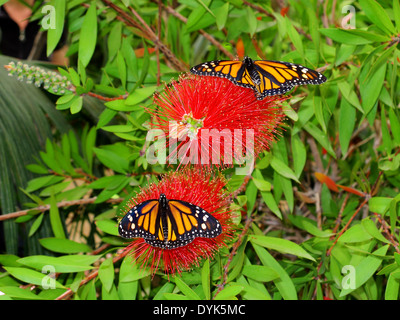 Une paire de beaux papillons Danaus plexippus Banque D'Images