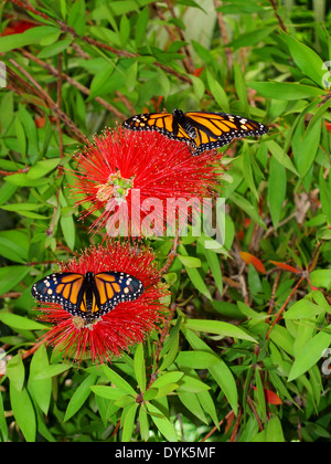 Une paire de beaux papillons Danaus plexippus Banque D'Images