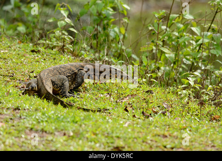 Belle eau adultes Moniteur (Varanus salvator) reposant sur le sol Banque D'Images