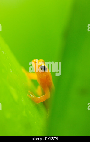 Beebe's Golden Rocket Anomaloglossus beebei (Grenouille), Kaieteur Falls, le parc national de Kaieteur, Guyana Banque D'Images