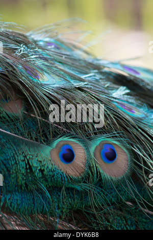 Les plumes de paon Banque D'Images