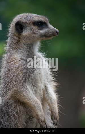 Un meerkat debout à l'écart Banque D'Images