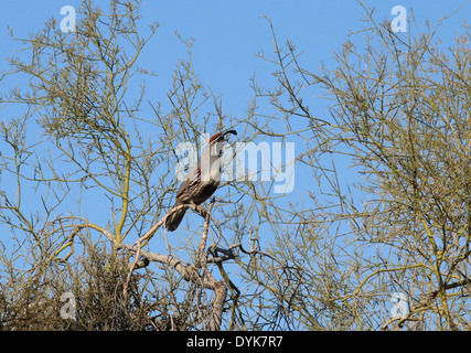 La caille de Gambel à paleo verde tree Arizona désert de Sonora Banque D'Images