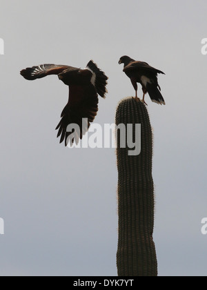 Harris hawk sur saguaro cactus en Arizona Banque D'Images