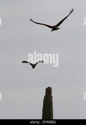 Harris hawk sur saguaro cactus en Arizona Banque D'Images