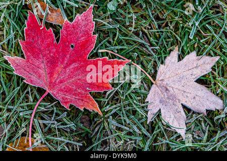 Une feuille d'érable rouge couvert de givre sur l'herbe verte par une froide matinée d'automne Banque D'Images