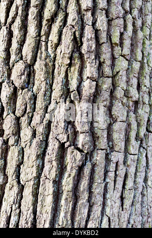 Vertical image montrant l'écorce rugueuse de l'arbre en close-up Banque D'Images