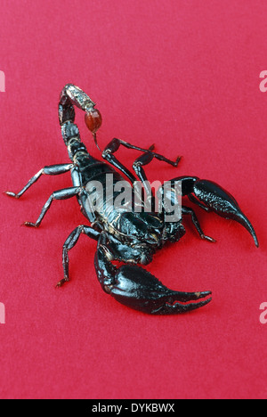 Skorpion, Scorpion, Blauer Thaï. | scorpion, blue thaï. Banque D'Images
