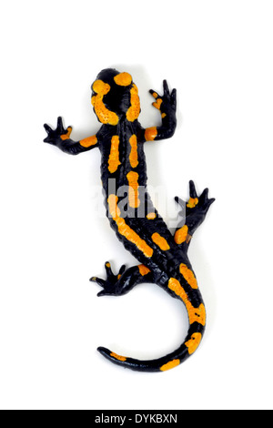 Salamandra salamandra terrestris, Feuersalamander, salamandre terrestre européenne Banque D'Images