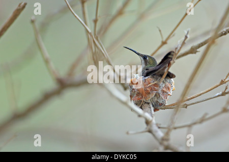 (Chrysolampis mosquitus Ruby Topaz) femelle sur son nid Banque D'Images