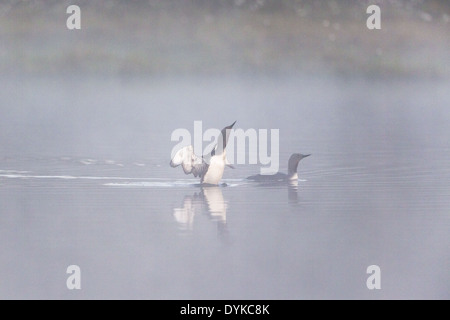 Red throated loon performing mating games in a foggy lake Banque D'Images