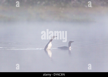 Red throated loon performing mating games in a foggy lake Banque D'Images