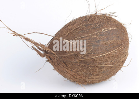 Kokosnuss, Cocos nucifera, cocotier, Kokosnuss (Cocos nucifera), Verbreitung : Polynesien. | cocotier (Cocos nucifera), Banque D'Images