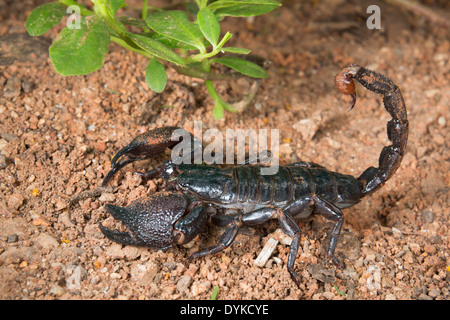 Scorpion Pandinus imperator (empereur), au Ghana. Banque D'Images