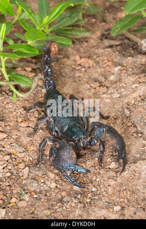 Scorpion Pandinus imperator (empereur), au Ghana. Banque D'Images