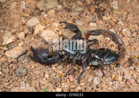 Scorpion Pandinus imperator (empereur), au Ghana. Banque D'Images