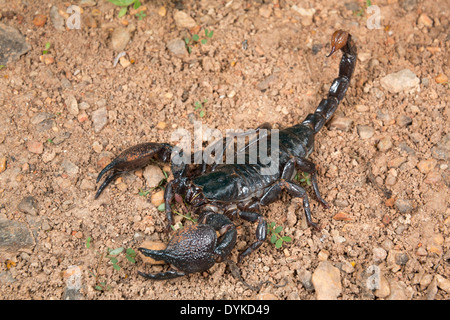 Scorpion Pandinus imperator (empereur), au Ghana. Banque D'Images