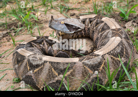 L'Afrique de l'Ouest Gaboon viper Bitis (rhinoceros) sur le terrain, au Ghana.. Banque D'Images