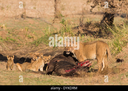 Pride of lions sur Buffle africain tuer Banque D'Images