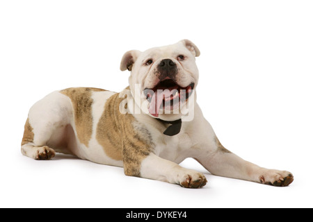 Englische Bulldogge, Canis lupus f. familiaris, bulldog Anglais, Englische Bulldogge vor weissen Hintergrund Banque D'Images