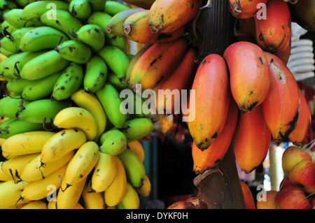 Régime de bananes en vert, rouge et jaune Banque D'Images