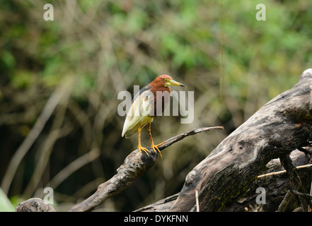 Belle Crabier chinois (Ardeola bacchus) à la recherche du poisson au bord de la mer Banque D'Images
