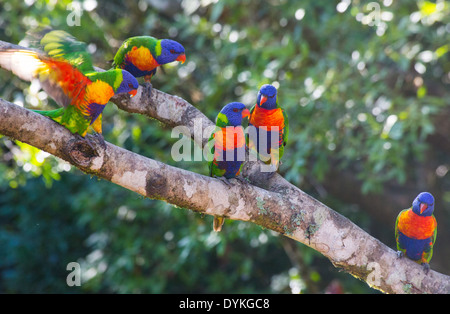 Rainbow loriquets verts(Trichoglossus haematodus) à l'état sauvage, Queensland, Australie Banque D'Images