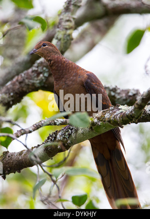 Brown Cuckoo-Dove, Macropygia amboinensis, New South Wales, Australie Banque D'Images