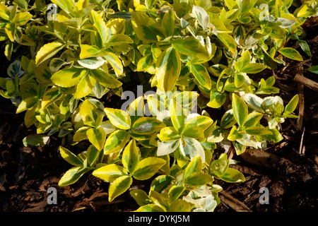 Euonymus fortunei 'Emerald cultivar 'n' Gold' Banque D'Images