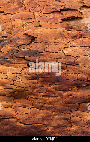 De belles couleurs et des motifs dans l'écorce des arbres après un feu de brousse, du Parc National Wollemi, NSW, Australie Banque D'Images