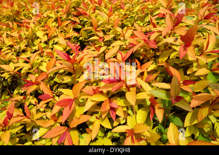 Spiraea japonica 'Goldflame' cultivar 'Spriaea» Banque D'Images