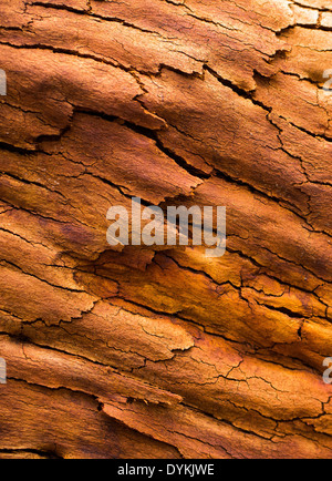 De belles couleurs et des motifs dans l'écorce des arbres après un feu de brousse, du Parc National Wollemi, NSW, Australie Banque D'Images