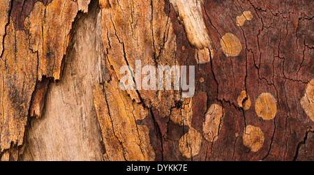 De belles couleurs et des motifs dans l'écorce des arbres après un feu de brousse, du Parc National Wollemi, NSW, Australie Banque D'Images