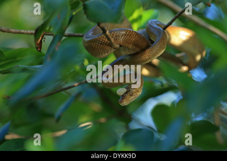 L'Ruschenberg ruschenbergeri Tree Boa (Corallus) avec des mesures sur la tête Banque D'Images