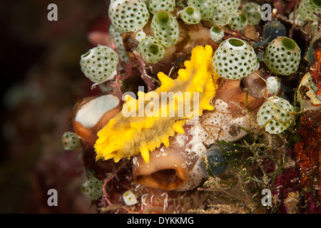 Concombre de mer Jaune (Colochirus robustus) dans le Détroit de Lembeh au large de l'île de Sulawesi, en Indonésie. Banque D'Images