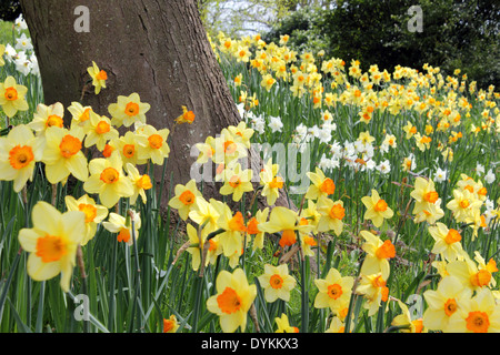 Les fleurs de printemps dans la région de Pembroke Lodge Parc Richmond Surrey UK Banque D'Images