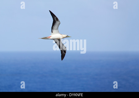 Booby à pieds rouges (Sula sula rubripes), phase de couleur blanche, vol et transport de matériel de nidification au-dessus de l'océan Pacifique Banque D'Images