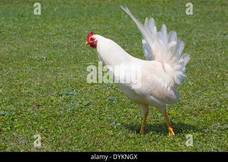 Poulet blanc (Gallus gallus domesticus) Banque D'Images