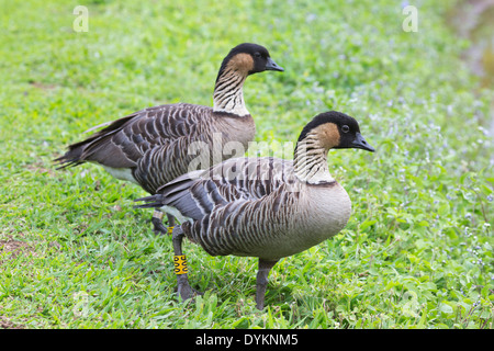 Nene (Branta sandvicensis Bernache Hawaï) paire Banque D'Images