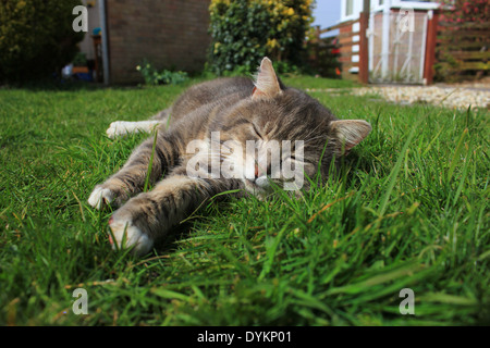 Tabby cat sleeping on lawn Banque D'Images