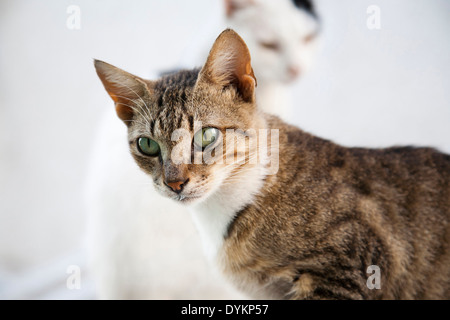 Chat, île de Milos, Cyclades, Grèce, Europe Banque D'Images