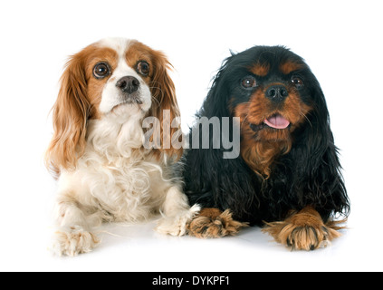 Deux cavalier king charles in front of white background Banque D'Images