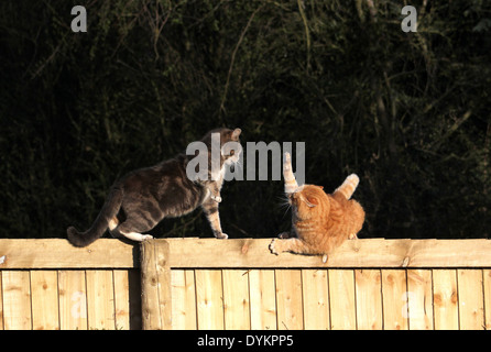 Et le gingembre Tabby cats combats sur jardin clôture Banque D'Images