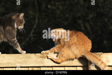 Et le gingembre Tabby cats combats sur jardin clôture Banque D'Images