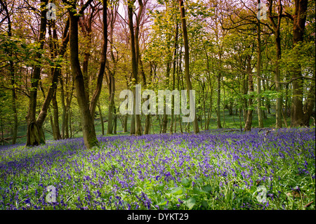 La lumière du soleil sur le bluebells en bois, bois Dockey Ashridge Banque D'Images